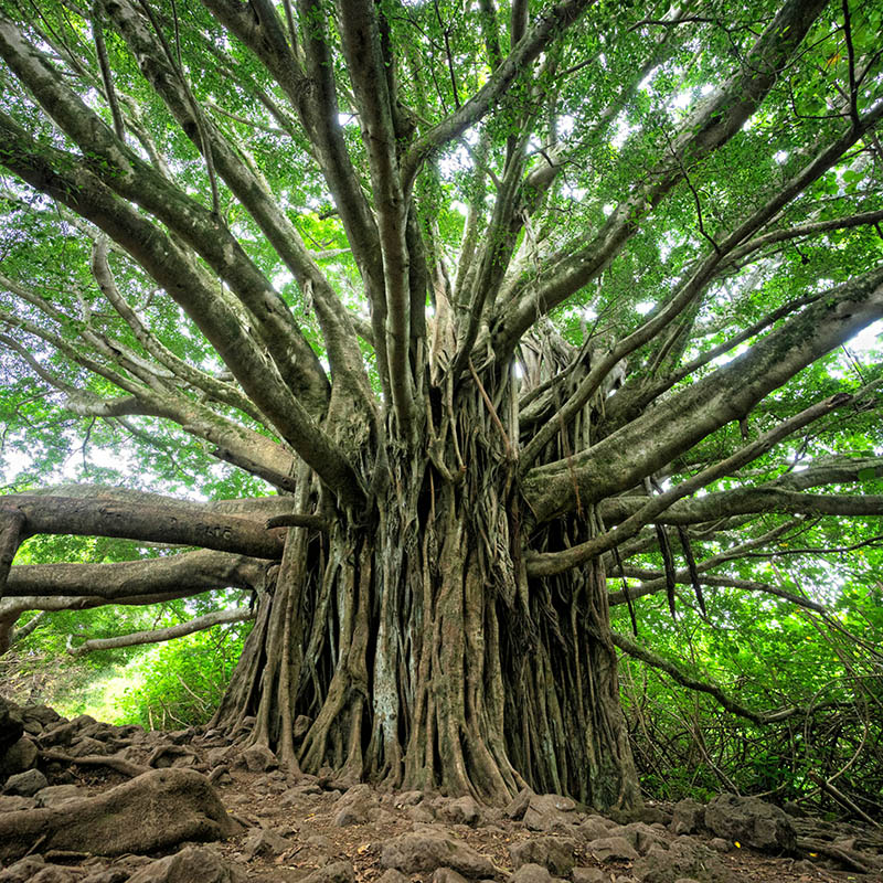 Tropical Tree Architecture